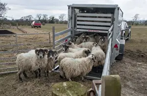 Trailer Prints: Sheep farming, loading Scottish Blackface ewes onto livestock trailer