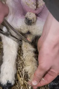 Farmer Prints: Sheep farming, putting rubber ring on tail of lamb in lambing shed