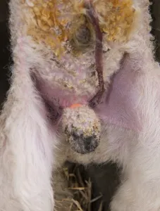 Ring Prints: Sheep farming, putting rubber ring on testicles of lamb in lambing shed