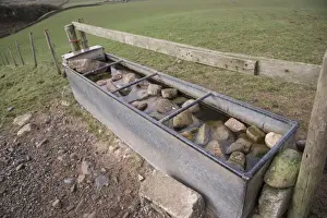 Stones Prints: Sheep farming, rocks put into metal water trough to prevent lambs from drowning