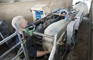 Farmer Prints: Sheep farming, scanning ewes during early stage pregnancy to see how many lambs they are carrying