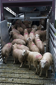 Transports Prints: Sheep farming, sheep flock being loaded onto wagon at market