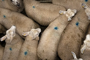 Sheep farming, sheep flock being loaded onto wagon at market, Welshpool auction mart, Welshpool, Powys, Wales, august