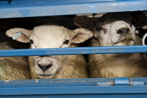 Transports Prints: Sheep farming, sheep flock in wagon at market