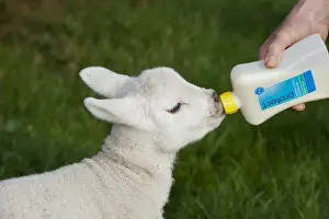 Farmer Prints: Sheep farming, shepherd feeding orphaned pet lamb with bottle of milk, England, April