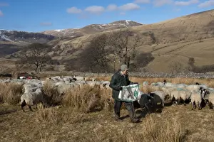 Farmer Prints: Sheep farming, shepherd feeding Swaledale ewes on moorland in late winter