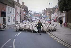 Jobs Prints: Sheep farming, shepherd leading flock of crossbred mule ewes down town high street