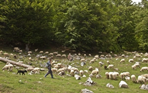 Jobs Prints: Sheep farming, shepherd with sheepdog