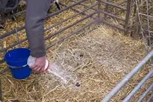Sheep farming, sprinkling lime on lambing pen to keep down infections in lambing shed, Lancashire, England, April