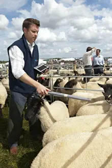 Farmer Prints: Sheep farming, stockman checking sheep with electronic identification device at sale