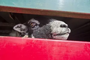 Transports Prints: Sheep farming, Swaledale ewe looking out from livestock trailer