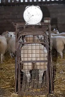 Crates Prints: Sheep farming, weighing lambs prior to being taken to auction mart, England, november