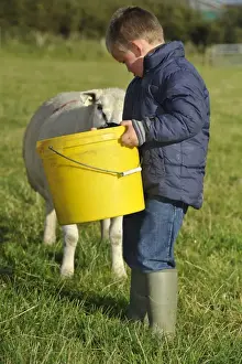 Hand Prints: Sheep farming, young boy feeding Texel ewe from bucket on farm