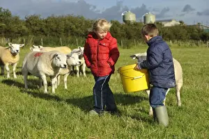 Hand Prints: Sheep farming, young boy and girl feeding Texel ewes from bucket on farm