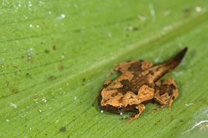 Emerge Prints: Sheep Frog (Hamptophryne boliviana) froglet