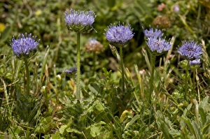 Sheep s-bit Scabious (Jasione montana) flowering, growing in coastal turf, The Lizard, Cornwall, England, may