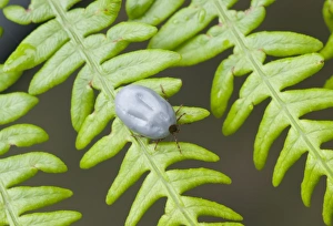 Fern Prints: Sheep Tick (Ixodes ricinus) adult female