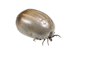 Cutout Prints: Sheep Tick (Ixodes ricinus) adult, full of ingested blood