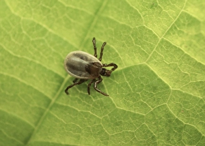 Sussex Prints: Sheep Tick (Ixodes ricinus) nymph, resting on leaf, Sussex, England, June
