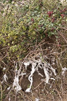 Fence Prints: Sheeps wool caught on brambles