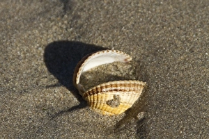 Bivalve Prints: Shell of common cockle