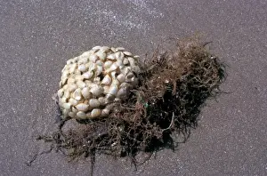 Shell Fish Prints: Shell Common whelk (Buccinus undatum) washing up on a sandy shore Penrhyn Bay N Wales