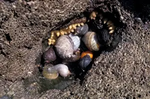 Shell Common whelk (Buccinus undatum) washing up on a sandy shore Penrhyn Bay N Wales
