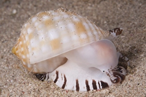 Shell Fish Prints: Shell (Nassarius sp. ) adult, on sand