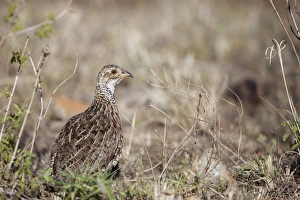 Serengeti Prints: Shelleys Francolin (Scleroptila shelleyi) adult