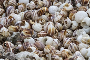 Edible Prints: Shells of Helix lucorum is a species of large
