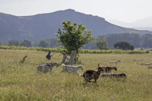 Leaves Prints: Shepherd with flock of goats, one eating leaves off a tree. - Bulgaria