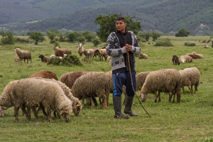 Shepherd Prints: Shepherd with flock of sheep, grazing in field. - Bulgaria