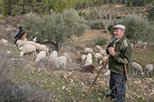 Shepherd Prints: Shepherd herding mixed flock of sheep and goats