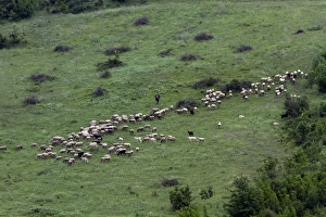 Leaves Prints: Shepherd with mixed flock of sheep and goats, grazing on hill side. - Bulgaria