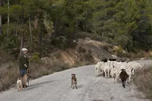 Herding Prints: Shepherd with sheepdog, herding mixed flock of sheep and goats on road