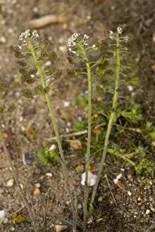 Brecklands Prints: Shepherd's Cress (Teesdalia nudicaulis) in flower and fruit