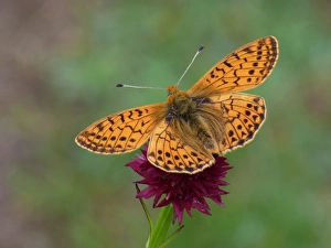 Nectar Prints: Shepherds Fritillary (Boloria pales) adult