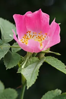 Roses Prints: Sherards Downy Rose (Rosa sherardii) close-up of flower, Powys, Wales, june