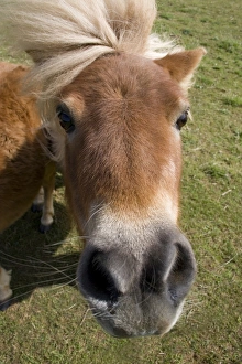 Scottish Breed Prints: Shetland Pony, adult, close-up of head, England, april