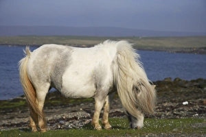 Scottish Breed Prints: Shetland Pony, adult, grazing near coast, Unst, Shetland Islands, Scotland