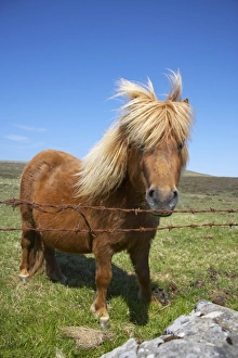 Wire Prints: Shetland Pony, adult, standing beside barbed wire fence, Unst, Shetland Islands, Scotland