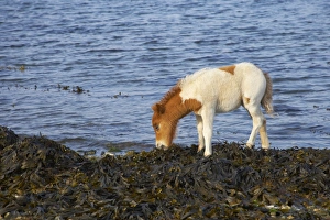 Alga Prints: Shetland Pony, foal, feeding on seaweed at shoreline, Unst, Shetland Islands, Scotland