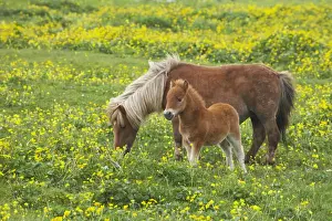 Mare Prints: Shetland Pony, mare and foal, grazing amongst Marsh Marigold (Caltha palustris) flowers