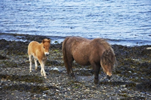 Mare Prints: Shetland Pony, mare and foal, walking on beach, Unst, Shetland Islands, Scotland