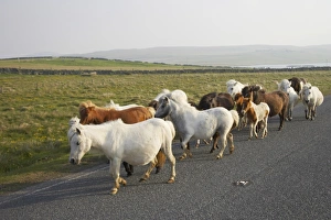 Mare Prints: Shetland Pony, mares and foals, herd walking along road, Unst, Shetland Islands, Scotland
