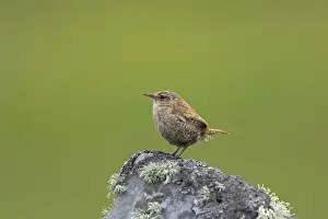 Mousa Prints: Shetland Wren (Troglodytes troglodytes zetlandicus) adult