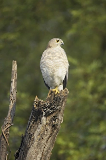 Rajasthan Prints: Shikra (Accipiter badius) adult