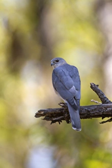 Hawk Prints: Shikra (Accipiter badius) adult