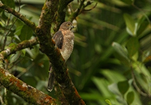 Hawk Prints: Shikra (Accipiter badius badius) adult female, perched on tree branch, Sri Lanka, december