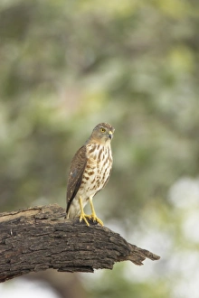Rajasthan Prints: Shikra (Accipiter badius) juvenile